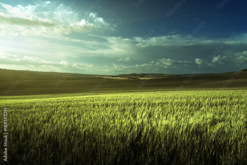 Green field of wheat in Tuscany, Italy