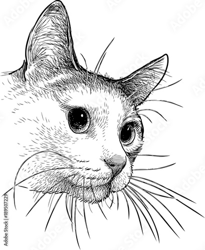 A domestic cat watches