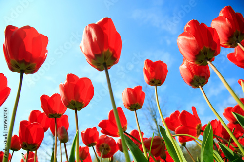 Fototapeta Naklejka Na Ścianę i Meble -  Blühende Tulpen im Frühling