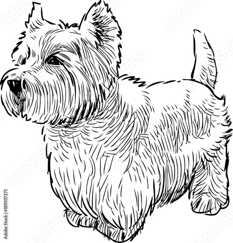 A scottish terrier in waiting