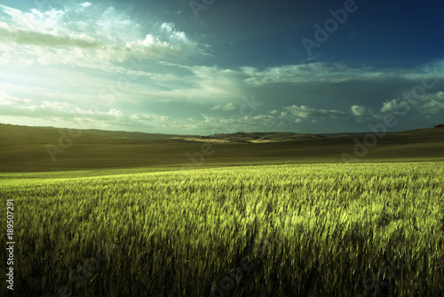 Green field of wheat in Tuscany  Italy