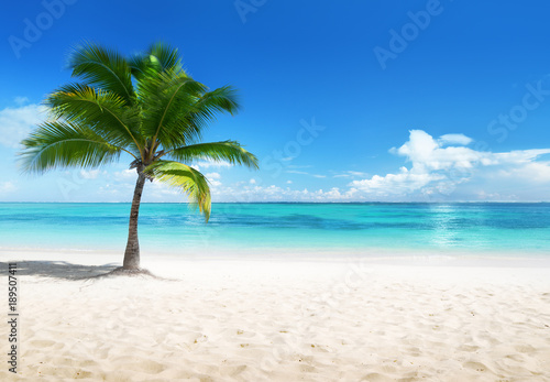 Fototapeta Naklejka Na Ścianę i Meble -  palm on the beach