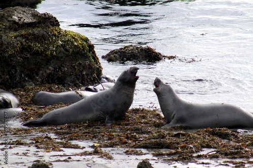 Colony of Elephant Seals at the Pacific Ocean -- USA  