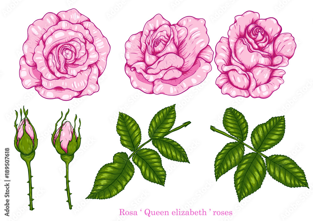Rose vector set by hand drawing.Beautiful flower on white background.Rose  art highly detailed in line art style.Rosa queen elizabeth rose Stock  Vector | Adobe Stock