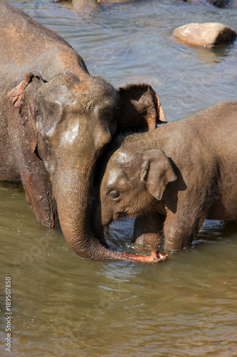 Sri Lanka, Pinawella Cattery. Elephants are bathing and washing in the river, among brown stones © Aleksandr