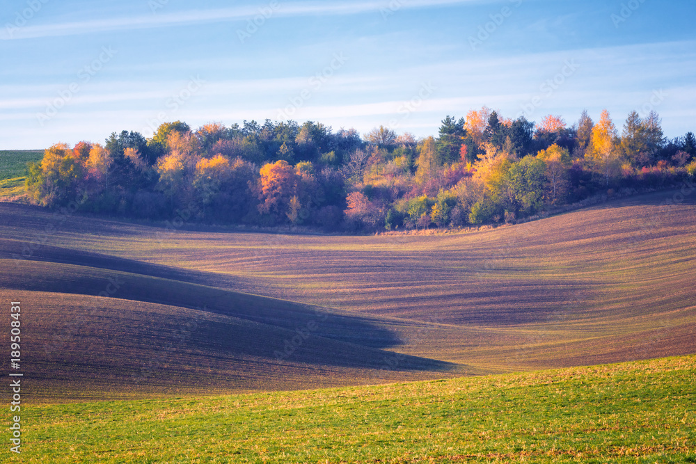 Obraz premium Amazing rural landscape, nature painting of agricultural field, color waves