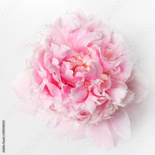 Gently pink peony isolated on white background.