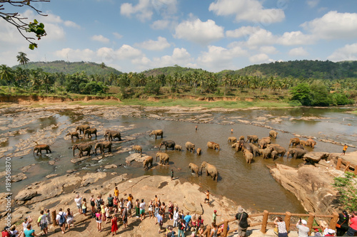 Sri Lanka, Pinawella Cattery. Elephants are bathing and washing in the river