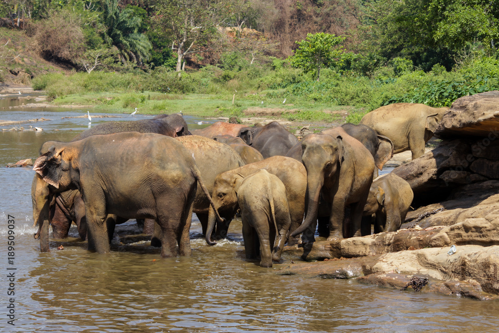 Sri Lanka, Pinawella Cattery. Elephants are bathing and washing in the river Sri Lanka, Pinawella Cattery. Elephants are bathing and washing in the river