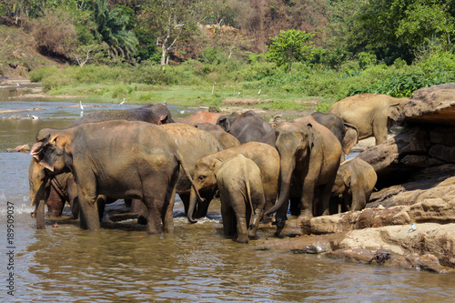 Sri Lanka  Pinawella Cattery. Elephants are bathing and washing in the river