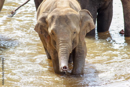 Sri Lanka, Pinawella Cattery. Elephants are bathing and washing in the river
