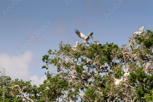 Sri Lanka. Safari in the national park of Yala. Pelicans and their nests on the tree © Aleksandr