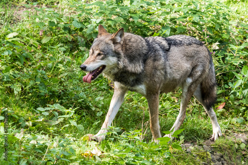 Europ  ischer Wolf - Canis lupus lupus