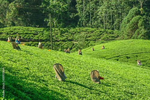 Sri Lanka, Nuwara Eliya, Mackwoods  Labookellie, tea plantation, Tea pickers at work