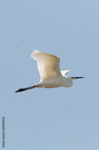 An adult Great White Egret, Great White Heron, or Great Egret, A