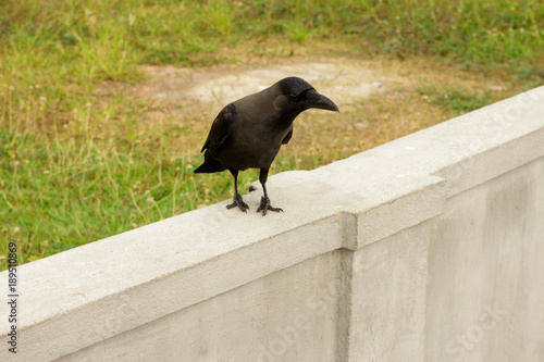 Black raven on a white stone fence. Green grass on the background