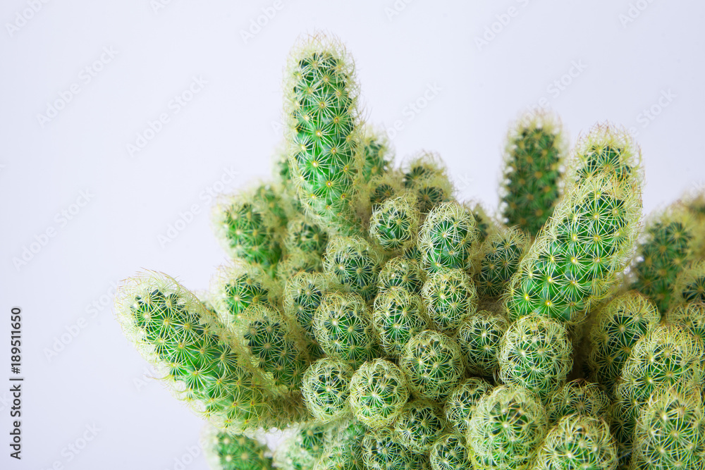 colorful minimal design with cacti, cactus can be used as background colorful minimal design with cacti, cactus can be used as background