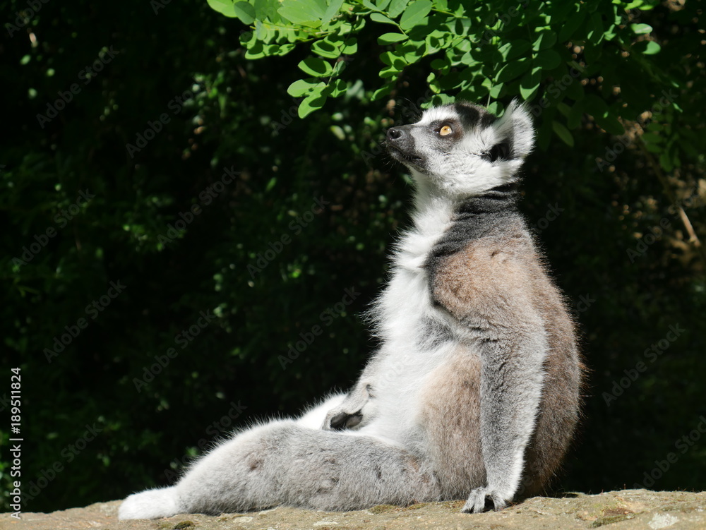 Fototapeta premium Lemur