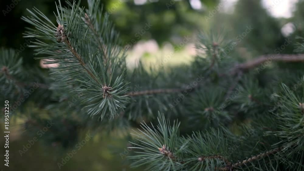 Pine branch in the summer on a warm, Sunny day. Pine branch in the summer on a warm, Sunny day.