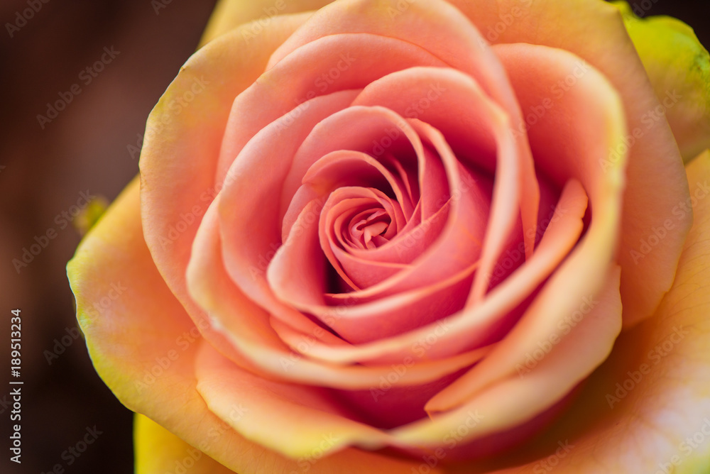 Macro shot of beautiful rose. Warm colors, romantic autumn background Macro shot of beautiful rose. Warm colors, romantic autumn background