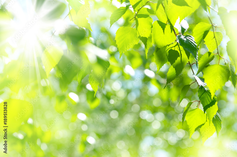 Obraz premium Wiosny jaskrawy naturalny tło z świeżymi brzoza liśćmi