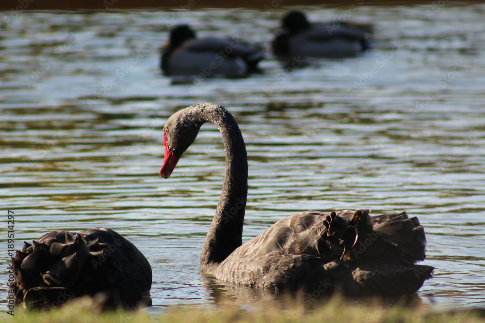 Fototapeta premium black swan