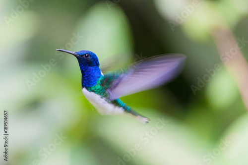 Bilde på lerret White-chested hummingbird flapping its wings