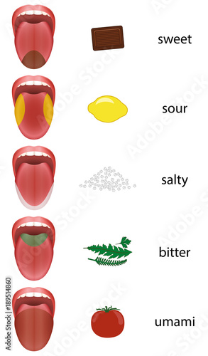 Tongue map with taste zones - sweet, sour, salty, bitter and umami represented by chocolate, lemon, salt, herbs and tomato.