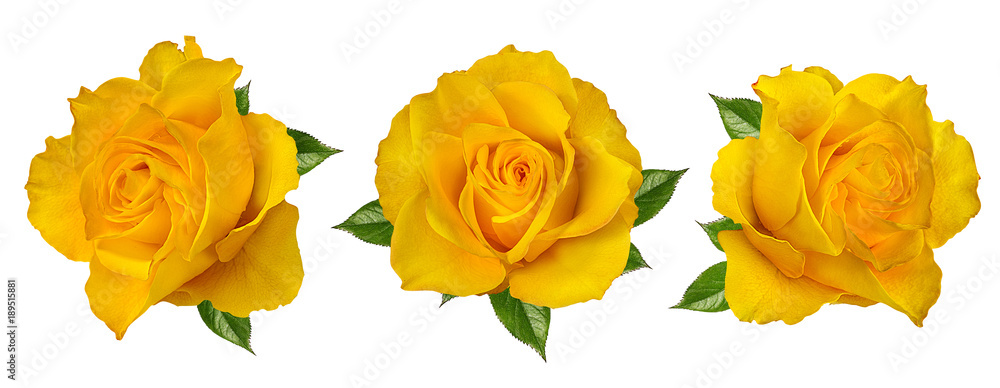 Fresh beautiful yellow rose isolated on white background with clipping path - obrazy, fototapety, plakaty 