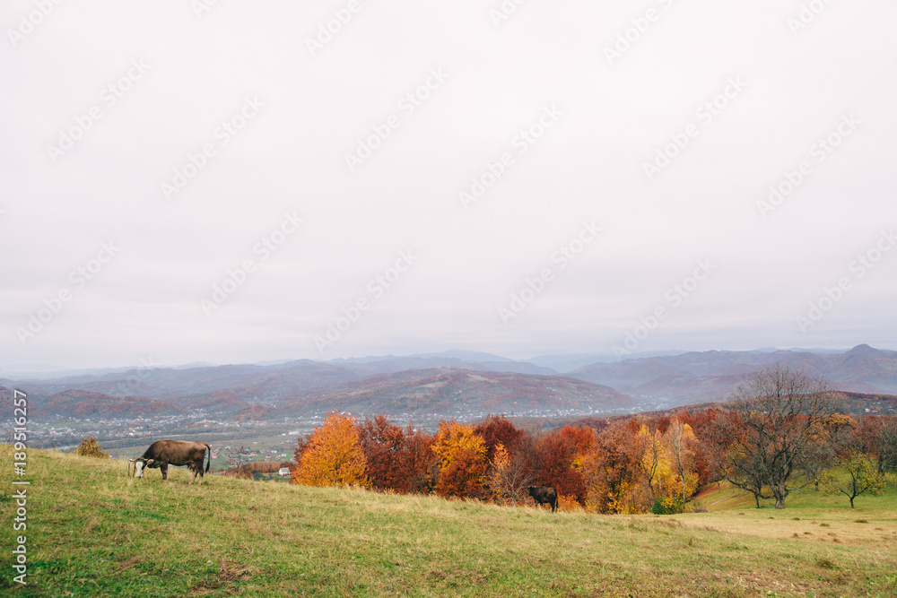 Fototapeta premium nature of the Carpathians, a cow grazing