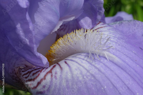 Fototapeta Naklejka Na Ścianę i Meble -  Deutsche Schwertlilie