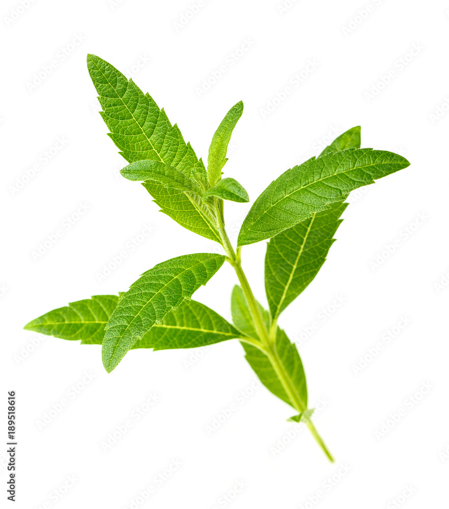 fresh lemon verbena isolated on white background fresh lemon verbena isolated on white background