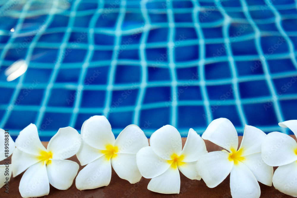 Floating frangipani flowers in the pool Floating frangipani flowers in the pool