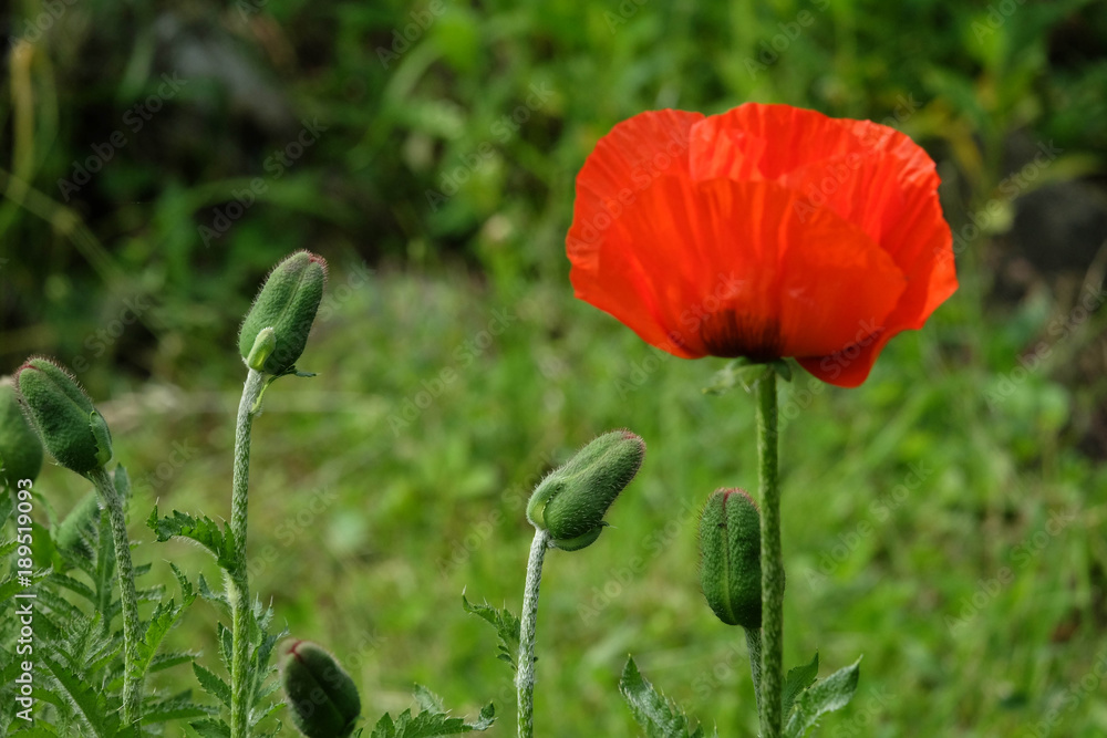 Fototapeta premium Türkischer Riesenmohn