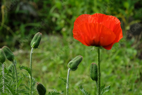 Fototapeta Naklejka Na Ścianę i Meble -  Türkischer Riesenmohn