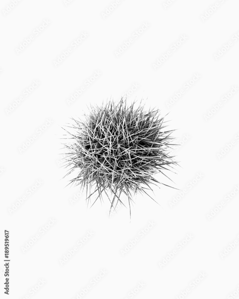 Sweet chestnut on white background Sweet chestnut on white background