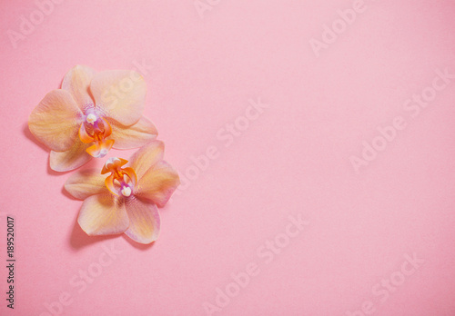 orchids on pink background