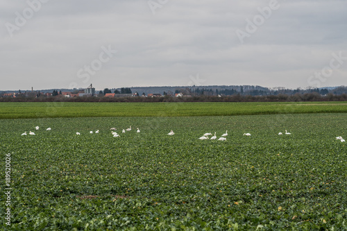 Meadow with group of swans resting and eating grass. Germany Hesse photo