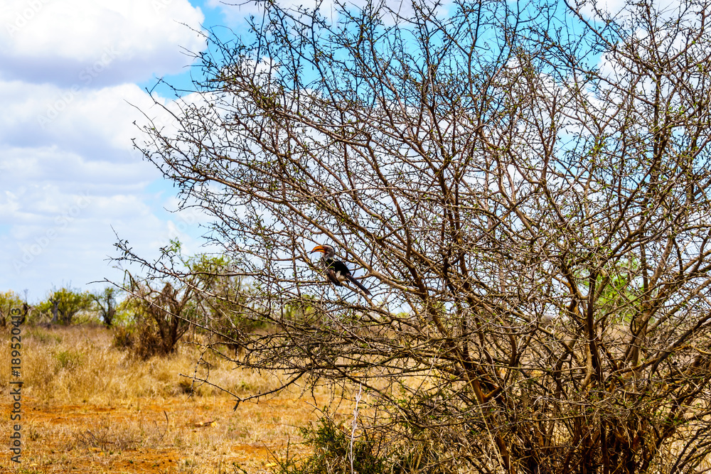 Yellow Billed Hornbill hiding in a shrub in Kruger National Park in South Africa Yellow Billed Hornbill hiding in a shrub in Kruger National Park in South Africa