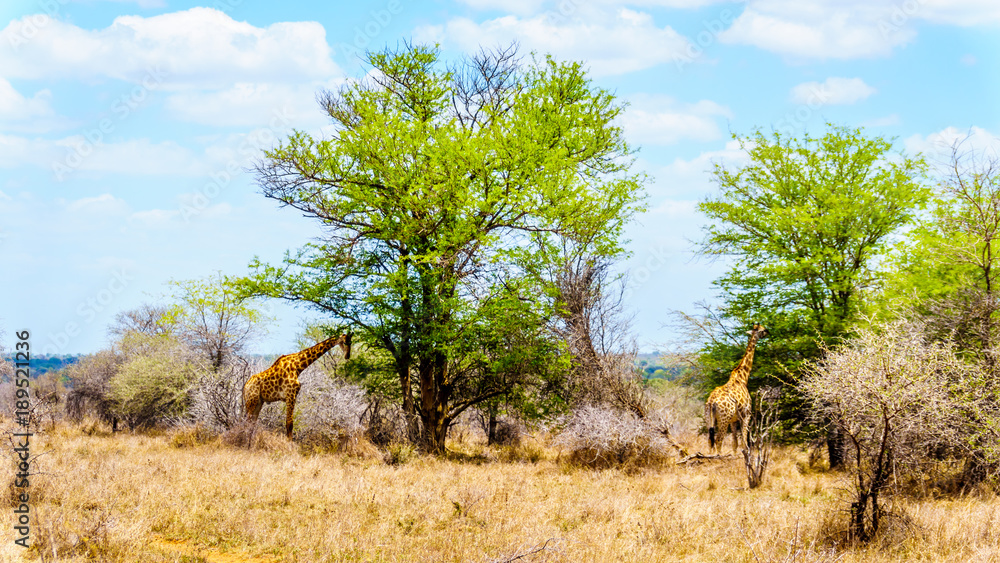 Fototapeta premium Two Giraffes eating leaves from large Mopane Trees in Kruger National Park in South Africa