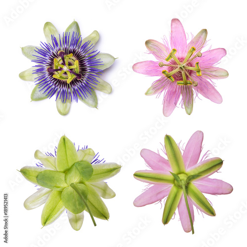 Fototapeta Naklejka Na Ścianę i Meble -  Passiflora passionflower isolated on white background. Big beautiful flower