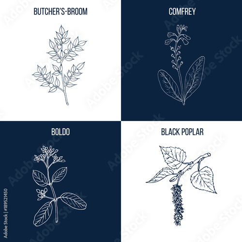 Set of four hand drawn eatable and medicinal plants