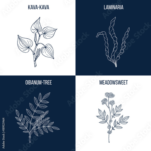 Set of four hand drawn eatable and medicinal plants