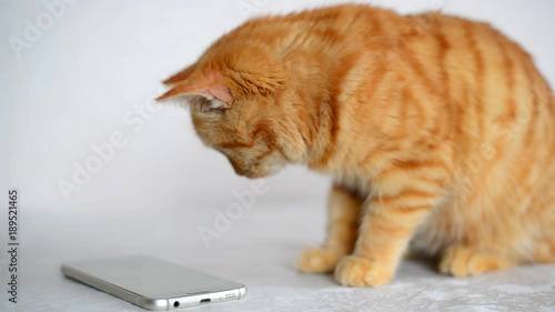 Ginger kitten playing on cell phone