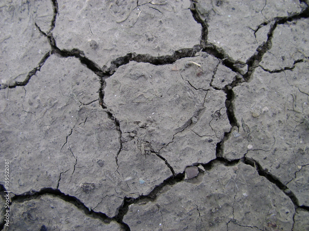 Fototapeta premium Plants sprouted through cracks in the soil