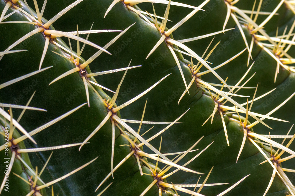 Flowery prickly cactus in close-up view. Flowery prickly cactus in close-up view.