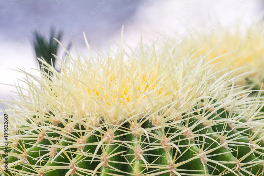 Flowery prickly cactus in close-up view. Flowery prickly cactus in close-up view.
