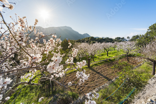 Flowering almond trees in the countryside of Mallorca. Spain