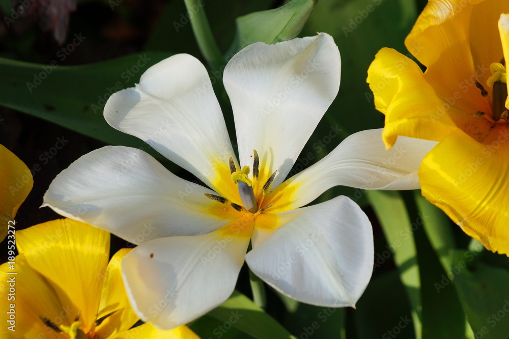 Fototapeta premium Weiße Tulpe