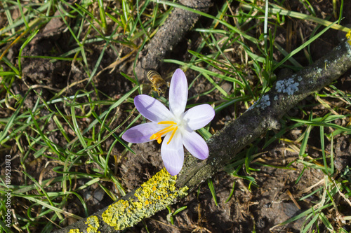 Fototapeta Naklejka Na Ścianę i Meble -  early spring crocus flowers